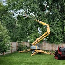 Reliable Cherokee, OK Tree Removal Services Solutions